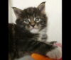 978_o2kater_kitharas.jpg