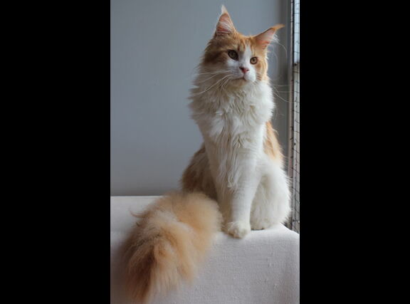 971kitten.jpg