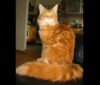01Kitharas-Copper-Penny.jpg
