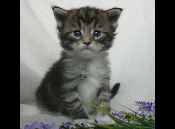 984_o2katze_kitharas.jpg