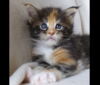 990_u2_torbie_kitharas.jpg