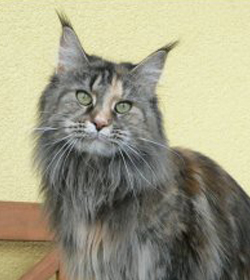 Unsere Katze Ch. Løve Hulen´s Shine a Light