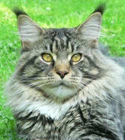 Unser Kater Gr. Int. Ch. Kithara´s Balios