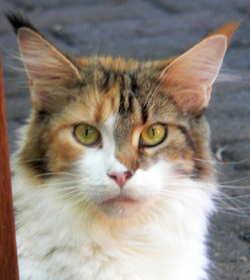 Unsere Katze Tuscaloosa Kyla