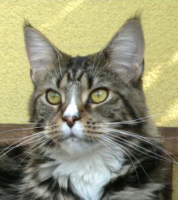 Unsere Katze StoneOcean Jilljana