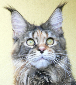 Unsere Katze Kithara´s Rihanna