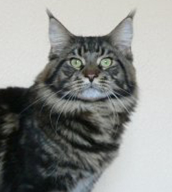 Unser Kater Wildwillow´s Funky Cold Medina