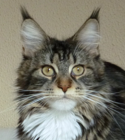 Unsere Katze Kithara´s Quianna