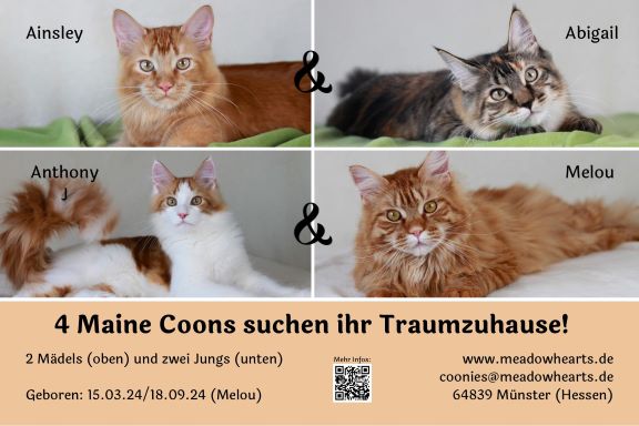 Meadowheart Maine Coons